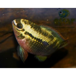 Acara à poitrine rouge - Laetacara dorsigera