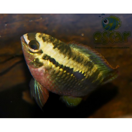 Acara à poitrine rouge - Laetacara dorsigera