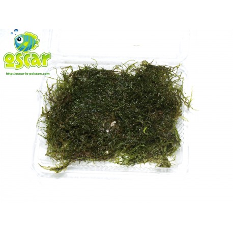 Mousse de Java - Vesicularia dubyana