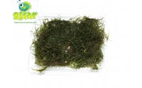 Mousse de Java - Vesicularia dubyana