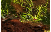 Rasbora nain - Boraras maculatus