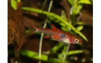 Rasbora nain - Boraras maculatus