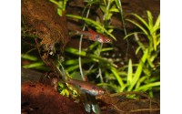 Rasbora nain - Boraras maculatus