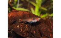 Rasbora nain - Boraras maculatus