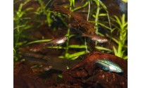 Rasbora nain - Boraras maculatus
