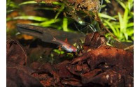 Rasbora nain - Boraras maculatus