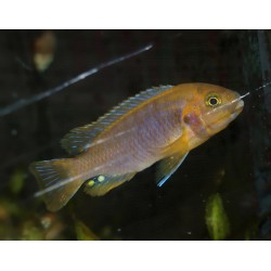 Cichlidé rouille - Iodotropheus sprengerae