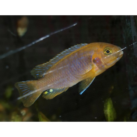 Cichlidé rouille - Iodotropheus sprengerae