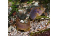 Cichlidé rouille - Iodotropheus sprengerae