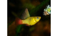 Platy sunset voile - Xiphophorus variatus