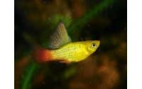 Platy sunset voile - Xiphophorus variatus