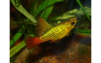 Platy sunset voile - Xiphophorus variatus