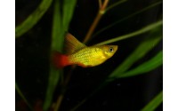 Platy sunset voile - Xiphophorus variatus