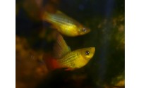 Platy sunset voile - Xiphophorus variatus