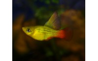 Platy sunset voile - Xiphophorus variatus
