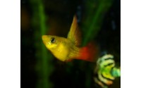 Platy sunset voile - Xiphophorus variatus