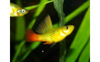 Platy sunset voile - Xiphophorus variatus