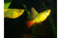 Platy sunset voile - Xiphophorus variatus