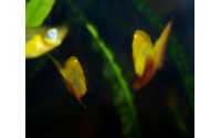 Platy sunset voile - Xiphophorus variatus