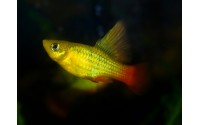 Platy sunset voile - Xiphophorus variatus