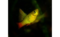 Platy sunset voile - Xiphophorus variatus