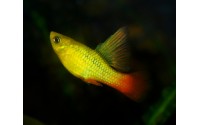 Platy sunset voile - Xiphophorus variatus
