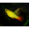 Platy perroquet voile - Xiphophorus variatus