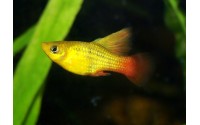 Platy sunset voile - Xiphophorus variatus
