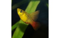 Platy sunset voile - Xiphophorus variatus