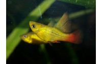 Platy sunset voile - Xiphophorus variatus