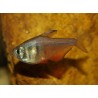 Tétra de Rio - Hyphessobrycon flammeus