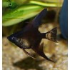 Scalaire noir - Pterophyllum scalare