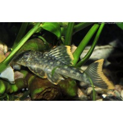 Pleco tâcheté à liseré orange - Hemiancistrus guahiborum - L106