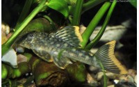 Pleco tâcheté à liseré orange - Hemiancistrus guahiborum - L106