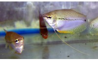 Gourami perlé - Trichopodus leerii