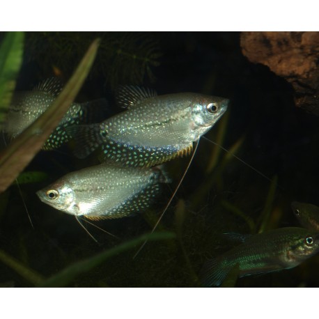 Gourami perlé - Trichopodus leerii