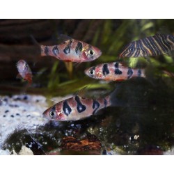 Barbus peau de serpent - Desmopuntius rhomboocellatus