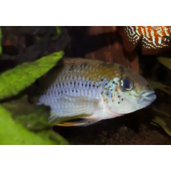 Apistogramma alacrina