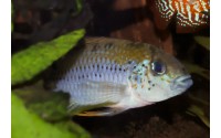 Apistogramma alacrina