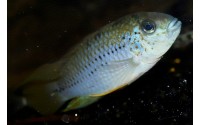 Apistogramma alacrina