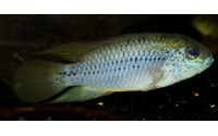 Apistogramma alacrina