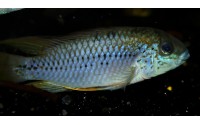Apistogramma alacrina