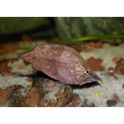 Poisson-feuille de l'Amazone - Monocirrhus polyacanthus