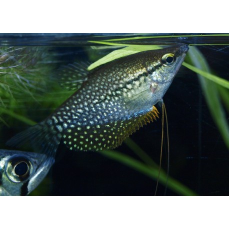 Gourami perlé - Trichopodus leerii