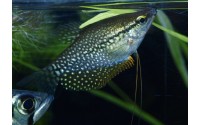 Gourami perlé - Trichopodus leerii