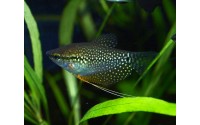 Gourami perlé - Trichopodus leerii