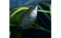 Gourami perlé - Trichopodus leerii