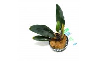 Bucephalandra motleyana "achiles green"