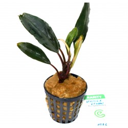 Bucephalandra motleyana "achiles green"