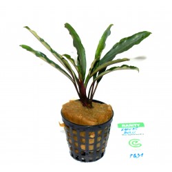 Bucephalandra motleyana "kapuas hulu"